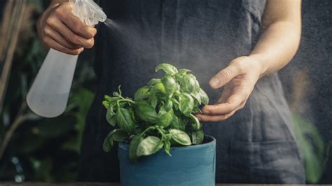 watering basil in summer